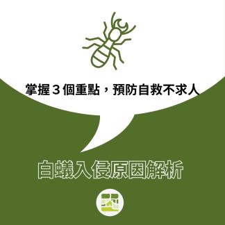 白蟻入侵原因解析！該如何預防與自救？